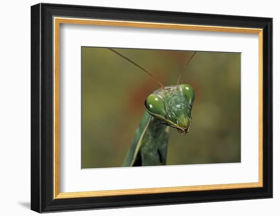 Mantis Religiosa (Praying Mantis) --Paul Starosta-Framed Photographic Print