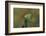 Mantis Religiosa (Praying Mantis) --Paul Starosta-Framed Photographic Print