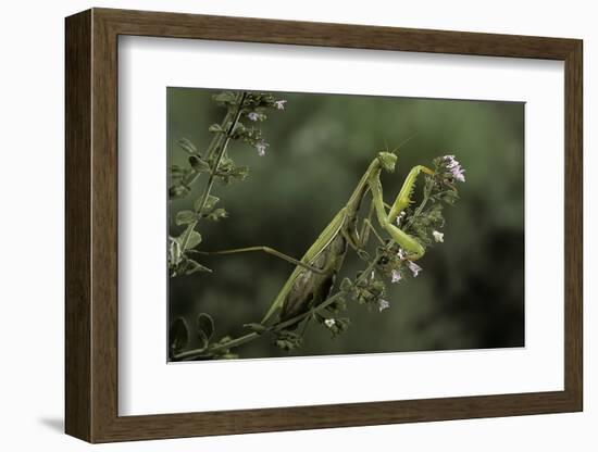 Mantis Religiosa (Praying Mantis)-Paul Starosta-Framed Photographic Print