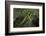 Mantis Religiosa (Praying Mantis)-Paul Starosta-Framed Photographic Print