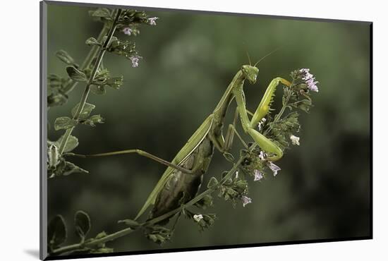 Mantis Religiosa (Praying Mantis)-Paul Starosta-Mounted Photographic Print