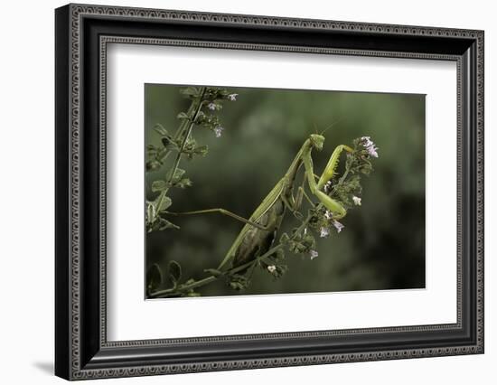 Mantis Religiosa (Praying Mantis)-Paul Starosta-Framed Photographic Print