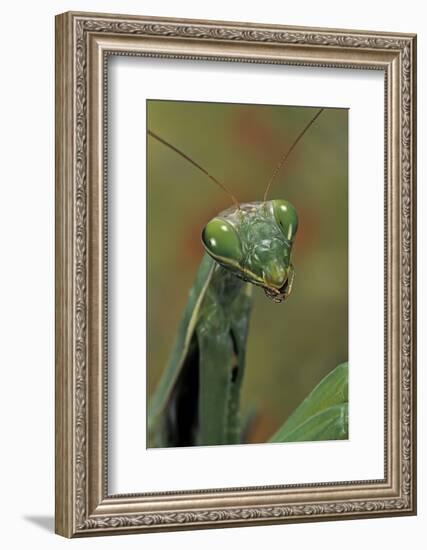 Mantis Religiosa (Praying Mantis) --Paul Starosta-Framed Photographic Print