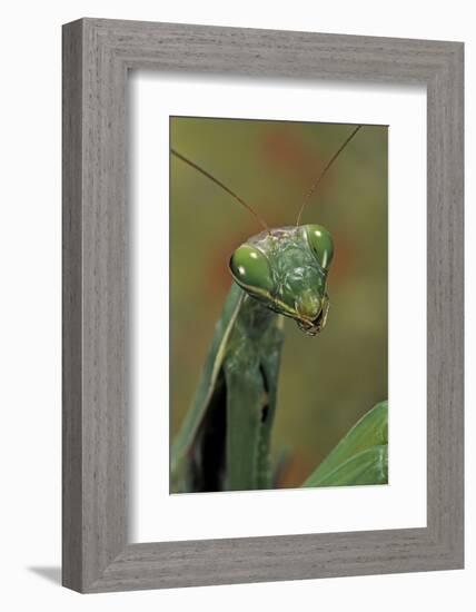 Mantis Religiosa (Praying Mantis) --Paul Starosta-Framed Photographic Print