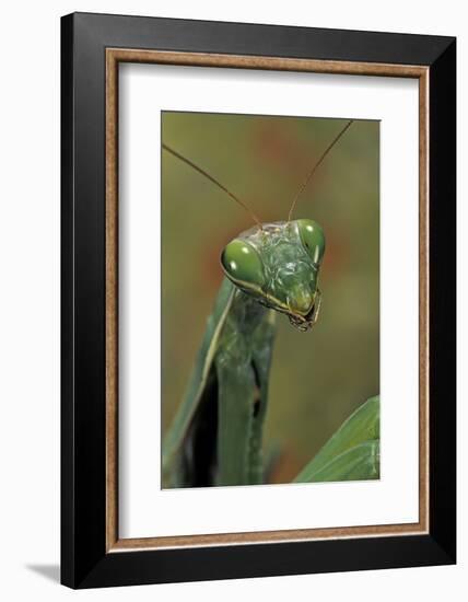 Mantis Religiosa (Praying Mantis) --Paul Starosta-Framed Photographic Print