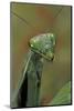 Mantis Religiosa (Praying Mantis) --Paul Starosta-Mounted Photographic Print