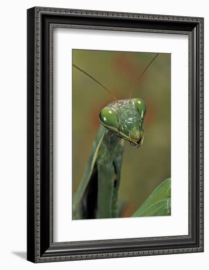 Mantis Religiosa (Praying Mantis) --Paul Starosta-Framed Photographic Print