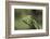 Mantis Religiosa (Praying Mantis) --Paul Starosta-Framed Photographic Print