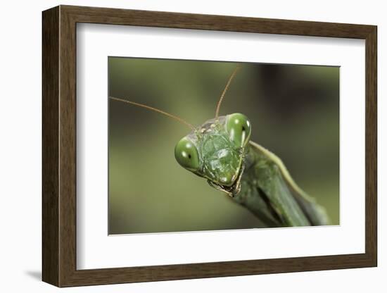 Mantis Religiosa (Praying Mantis) --Paul Starosta-Framed Photographic Print