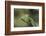 Mantis Religiosa (Praying Mantis) --Paul Starosta-Framed Photographic Print