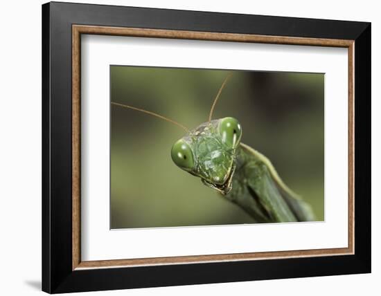 Mantis Religiosa (Praying Mantis) --Paul Starosta-Framed Photographic Print