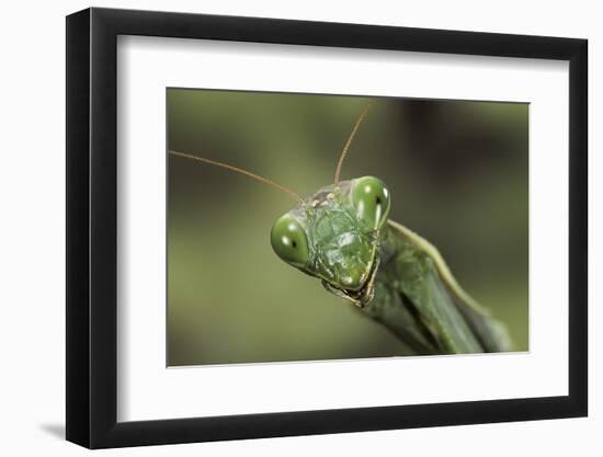 Mantis Religiosa (Praying Mantis) --Paul Starosta-Framed Photographic Print