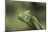 Mantis Religiosa (Praying Mantis) --Paul Starosta-Mounted Photographic Print