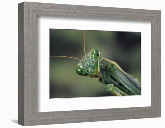 Mantis Religiosa (Praying Mantis) --Paul Starosta-Framed Photographic Print