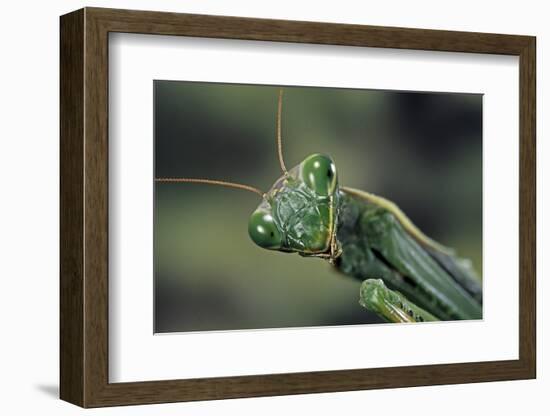 Mantis Religiosa (Praying Mantis) --Paul Starosta-Framed Photographic Print