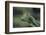 Mantis Religiosa (Praying Mantis) --Paul Starosta-Framed Photographic Print