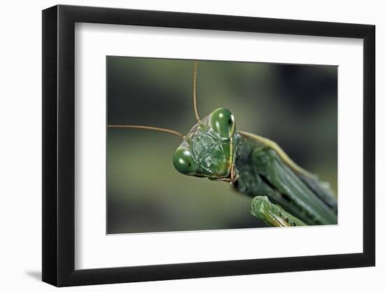 Mantis Religiosa (Praying Mantis) --Paul Starosta-Framed Photographic Print