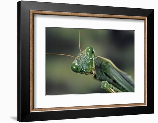 Mantis Religiosa (Praying Mantis) --Paul Starosta-Framed Photographic Print