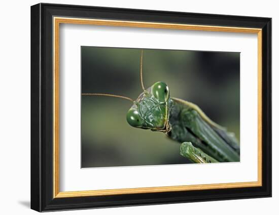 Mantis Religiosa (Praying Mantis) --Paul Starosta-Framed Photographic Print