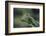 Mantis Religiosa (Praying Mantis) --Paul Starosta-Framed Photographic Print