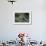 Mantis Religiosa (Praying Mantis) --Paul Starosta-Framed Photographic Print displayed on a wall