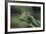 Mantis Religiosa (Praying Mantis) --Paul Starosta-Framed Photographic Print