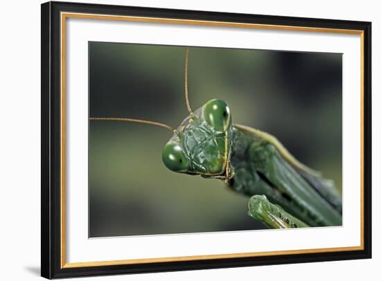 Mantis Religiosa (Praying Mantis) --Paul Starosta-Framed Photographic Print