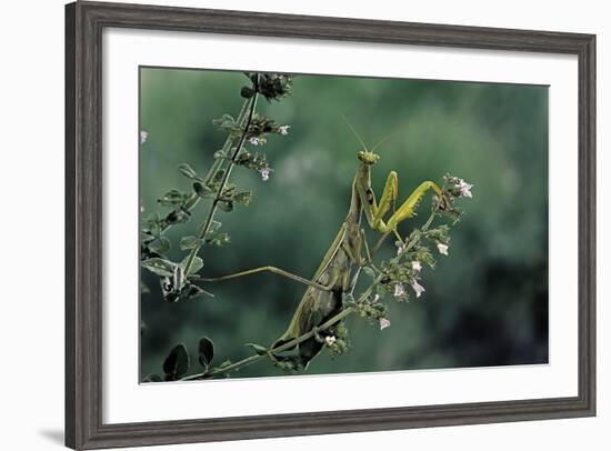 Mantis Religiosa (Praying Mantis)-Paul Starosta-Framed Photographic Print