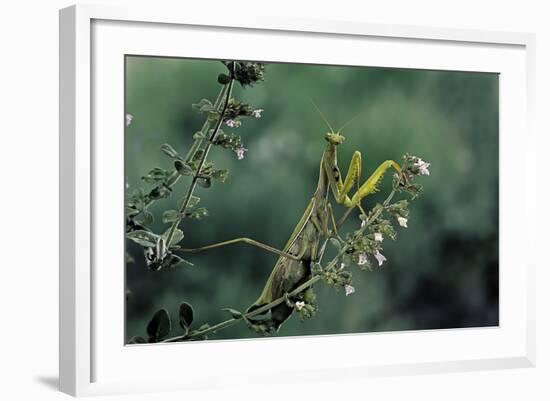 Mantis Religiosa (Praying Mantis)-Paul Starosta-Framed Photographic Print