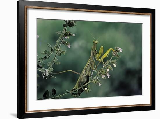 Mantis Religiosa (Praying Mantis)-Paul Starosta-Framed Photographic Print