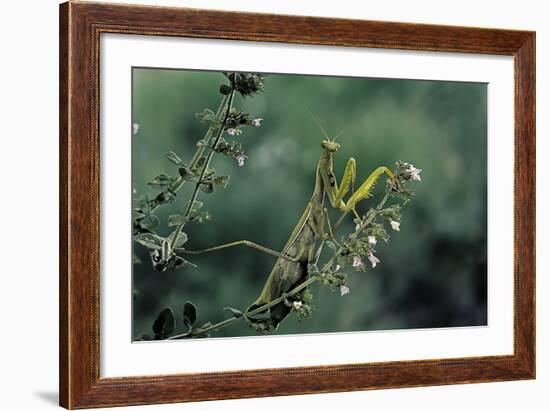 Mantis Religiosa (Praying Mantis)-Paul Starosta-Framed Photographic Print