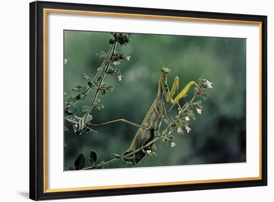 Mantis Religiosa (Praying Mantis)-Paul Starosta-Framed Photographic Print