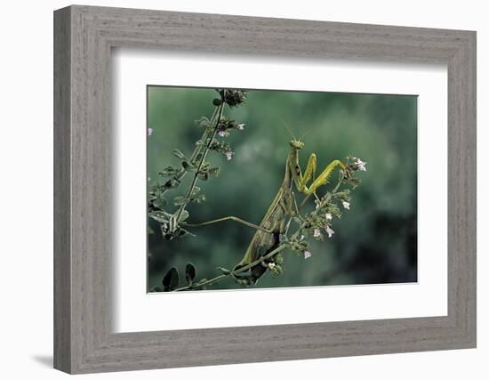 Mantis Religiosa (Praying Mantis)-Paul Starosta-Framed Photographic Print