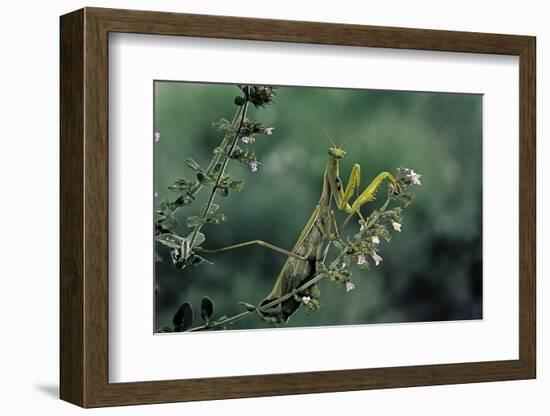 Mantis Religiosa (Praying Mantis)-Paul Starosta-Framed Photographic Print