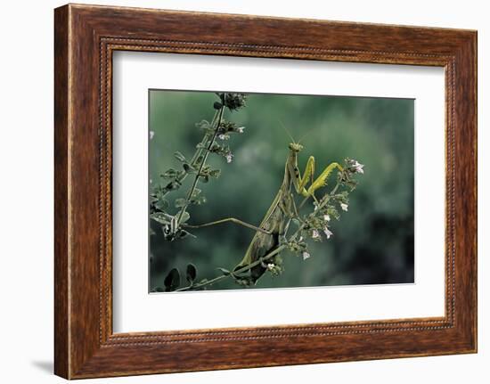 Mantis Religiosa (Praying Mantis)-Paul Starosta-Framed Photographic Print