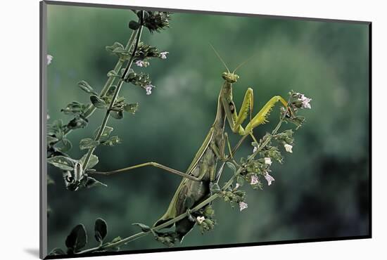 Mantis Religiosa (Praying Mantis)-Paul Starosta-Mounted Photographic Print