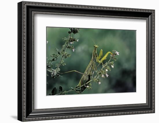 Mantis Religiosa (Praying Mantis)-Paul Starosta-Framed Photographic Print