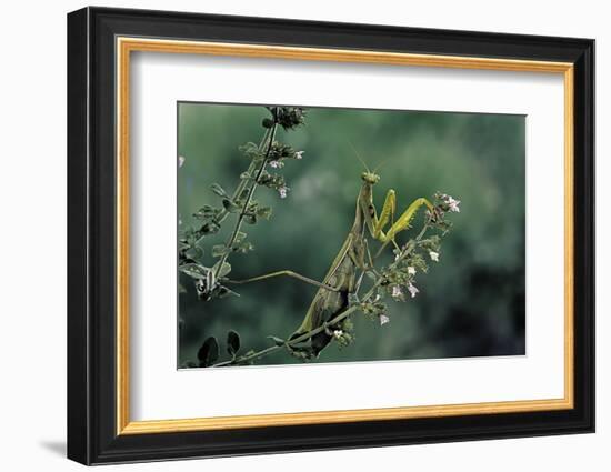 Mantis Religiosa (Praying Mantis)-Paul Starosta-Framed Photographic Print