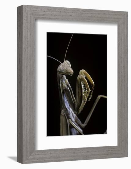 Mantis Religiosa (Praying Mantis) --Paul Starosta-Framed Photographic Print