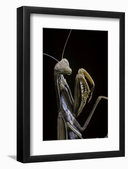 Mantis Religiosa (Praying Mantis) --Paul Starosta-Framed Photographic Print