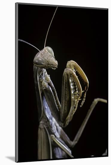 Mantis Religiosa (Praying Mantis) --Paul Starosta-Mounted Photographic Print