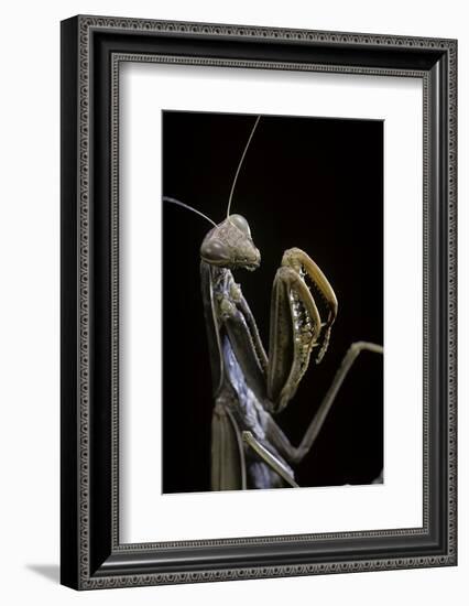 Mantis Religiosa (Praying Mantis) --Paul Starosta-Framed Photographic Print