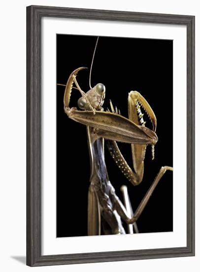 Mantis Religiosa (Praying Mantis) --Paul Starosta-Framed Photographic Print