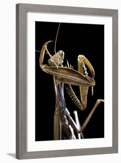 Mantis Religiosa (Praying Mantis) --Paul Starosta-Framed Photographic Print