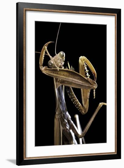 Mantis Religiosa (Praying Mantis) --Paul Starosta-Framed Photographic Print