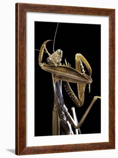 Mantis Religiosa (Praying Mantis) --Paul Starosta-Framed Photographic Print