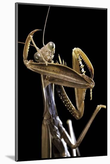 Mantis Religiosa (Praying Mantis) --Paul Starosta-Mounted Photographic Print