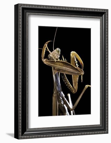 Mantis Religiosa (Praying Mantis) --Paul Starosta-Framed Photographic Print