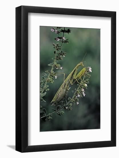 Mantis Religiosa (Praying Mantis)-Paul Starosta-Framed Photographic Print