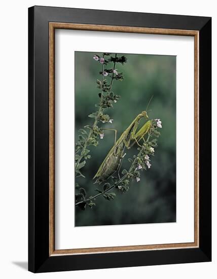 Mantis Religiosa (Praying Mantis)-Paul Starosta-Framed Photographic Print